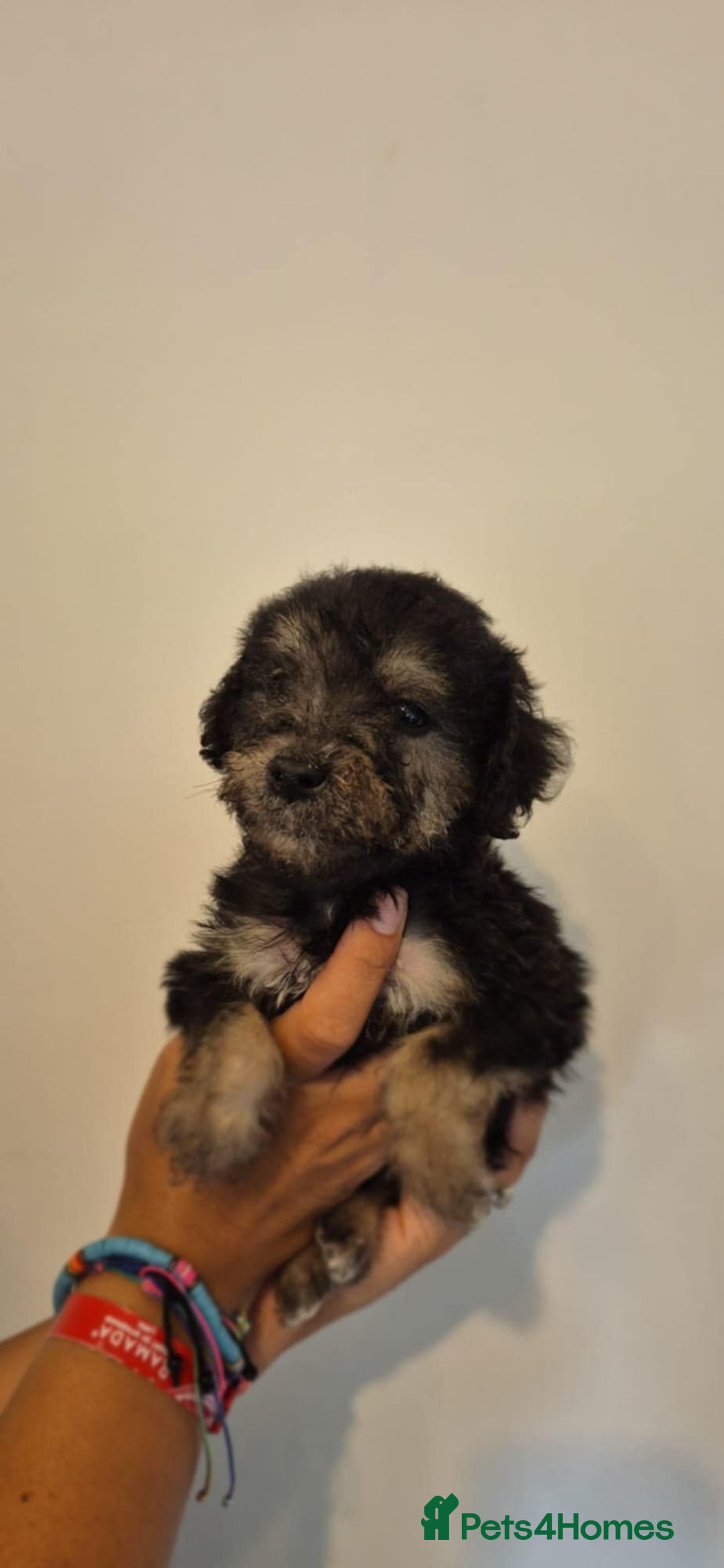 Bedlington Terrier dogs for sale: Bedlington terrier puppies  - Image 3