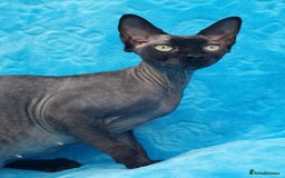 Sphynx cats for sale: Rebeka - Image 2