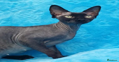 Sphynx cats - Advert 3