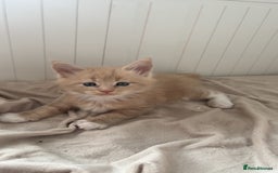Maine Coon cats for sale: Tica Registered Maine coon kittens (one poly)  - Image 8