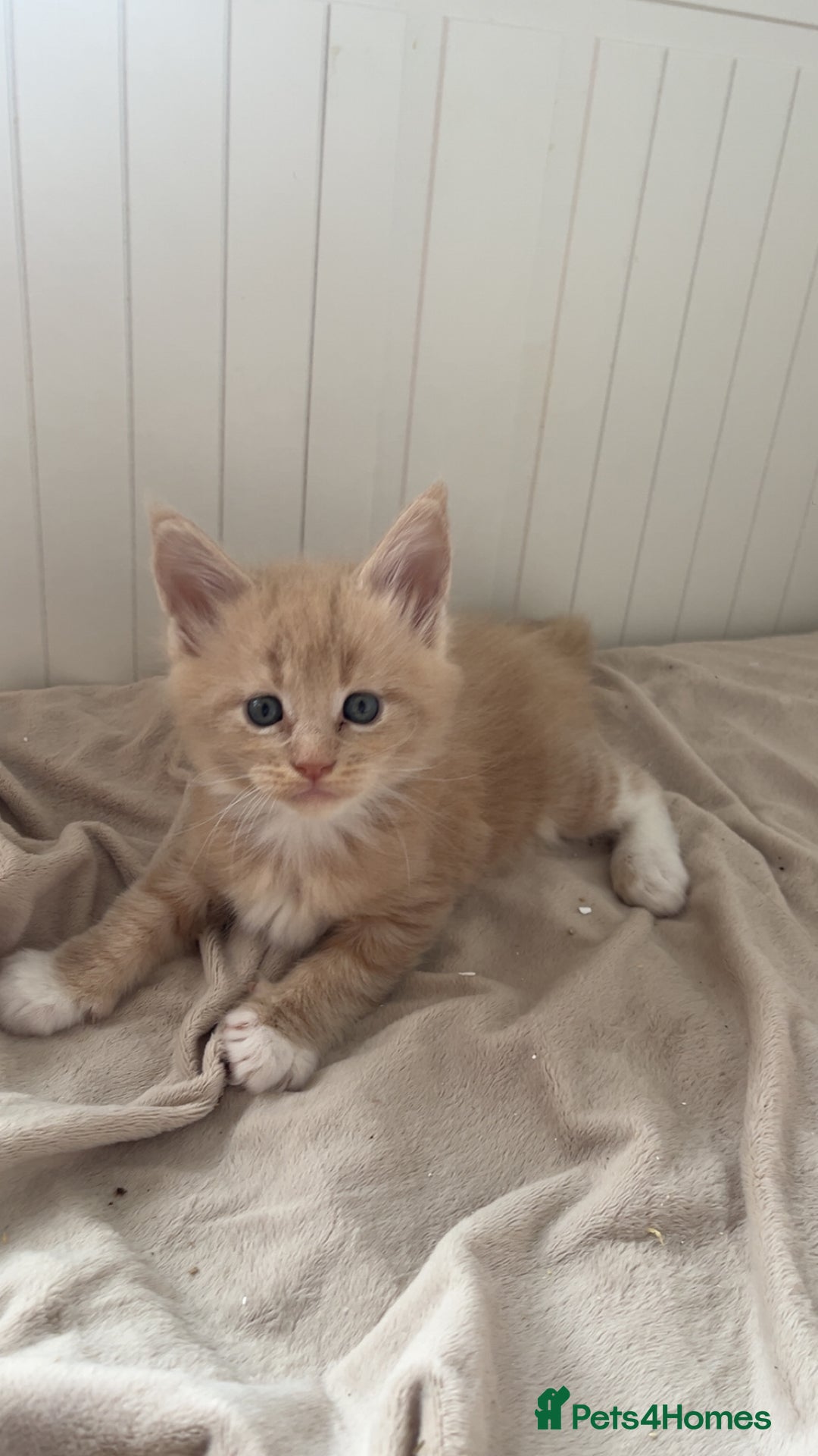 Maine Coon cats for sale: Tica Registered Maine coon kittens (one poly)  - Image 8