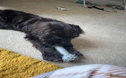 Cockapoo dogs for sale: Manny  - Image 19