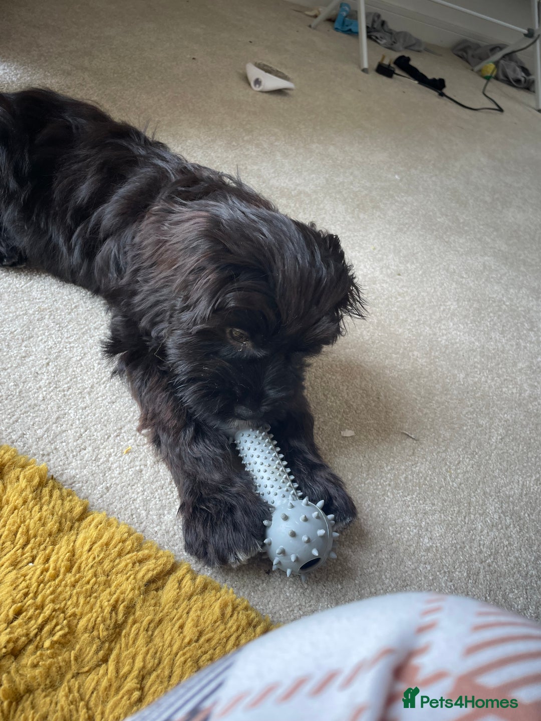 Cockapoo dogs for sale: Manny  - Image 19