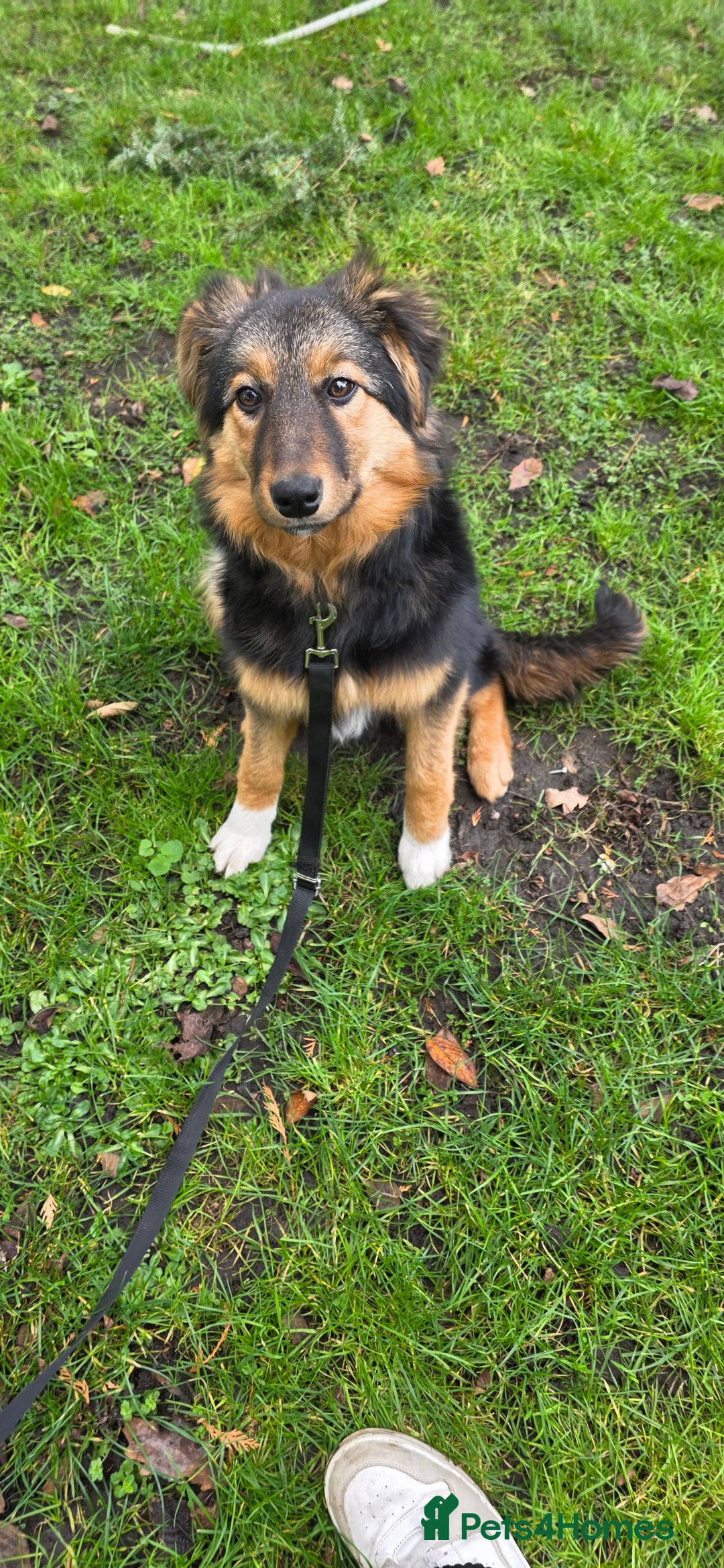 Mixed Breed dogs for sale: Huntaway x Border Collie pup  - Advert 3