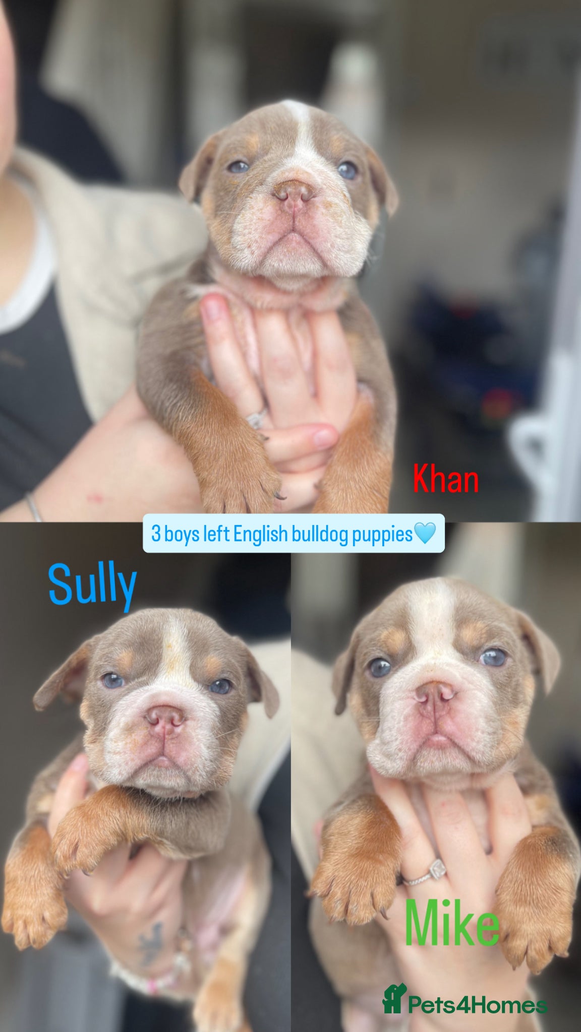 English Bulldog dogs WE HAVE 3 ENGLISH BULLDOG PUPS LEFT  - Advert 11