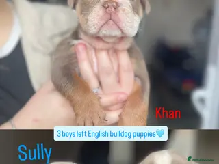 English Bulldog dogs WE HAVE 3 ENGLISH BULLDOG PUPS LEFT - Advert 11