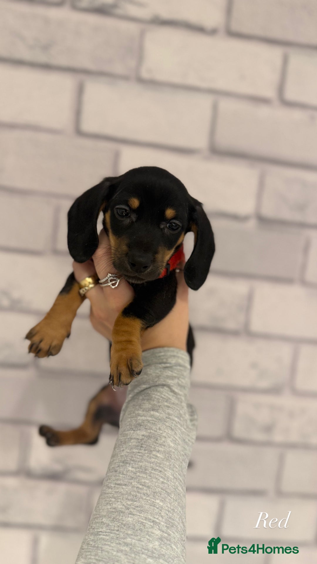Miniature Dachshund dogs for sale: Miniature dachshunds  - Advert 8