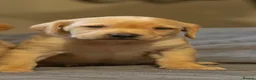 Labrador Retriever dogs for sale: Fox red Labrador  - Advert 1
