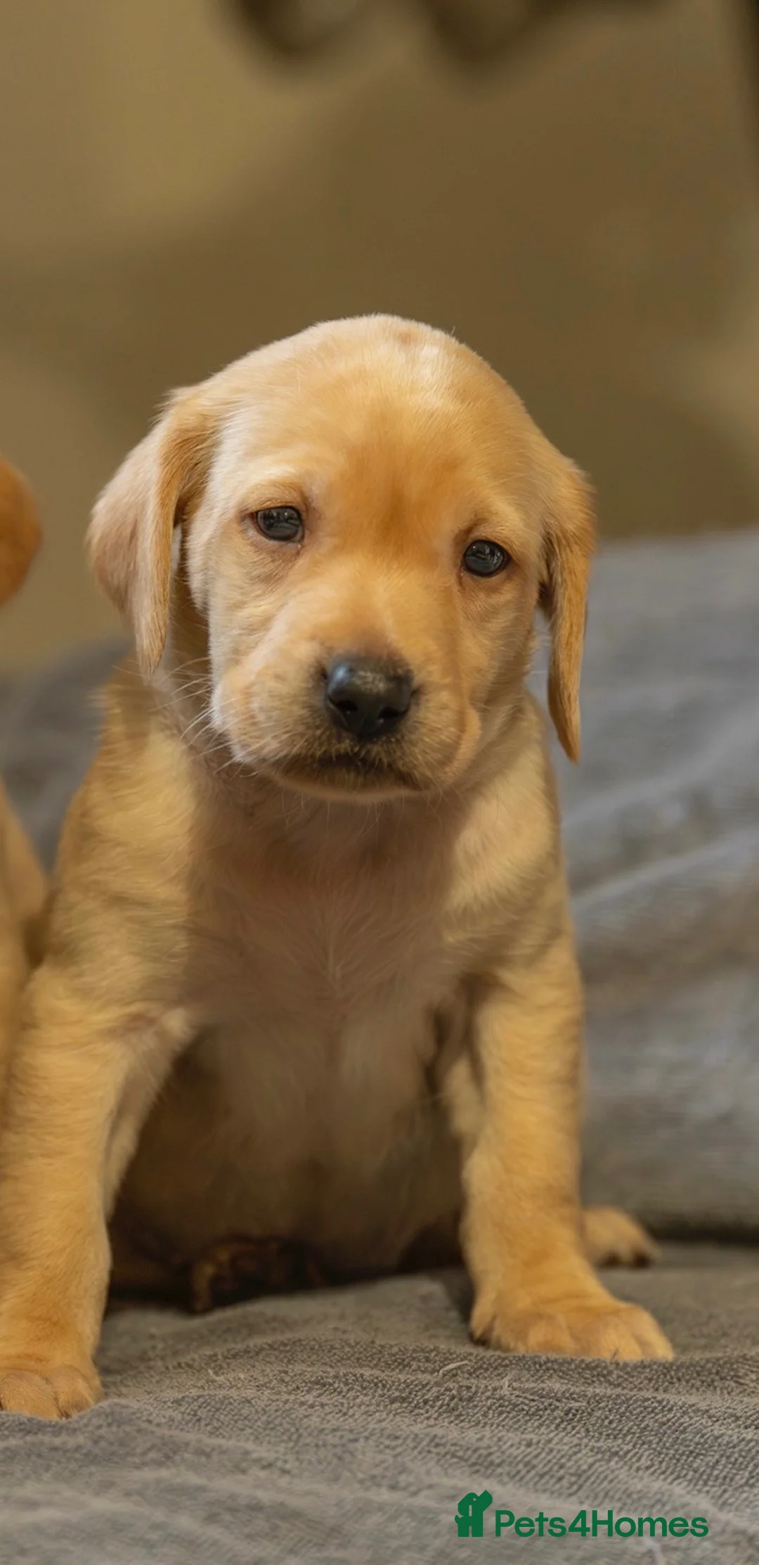 Labrador Retriever dogs for sale: Fox red Labrador  - Advert 1
