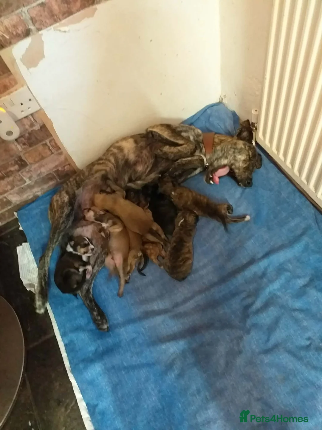 Lurcher dogs for sale: Lurcher puppy's  in Barnsley - Advert 1
