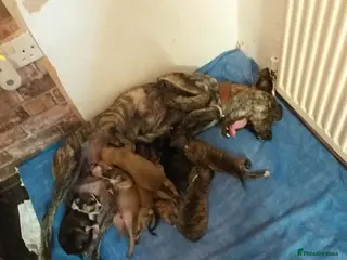 Lurcher dogs Lurcher puppy's - Advert 1