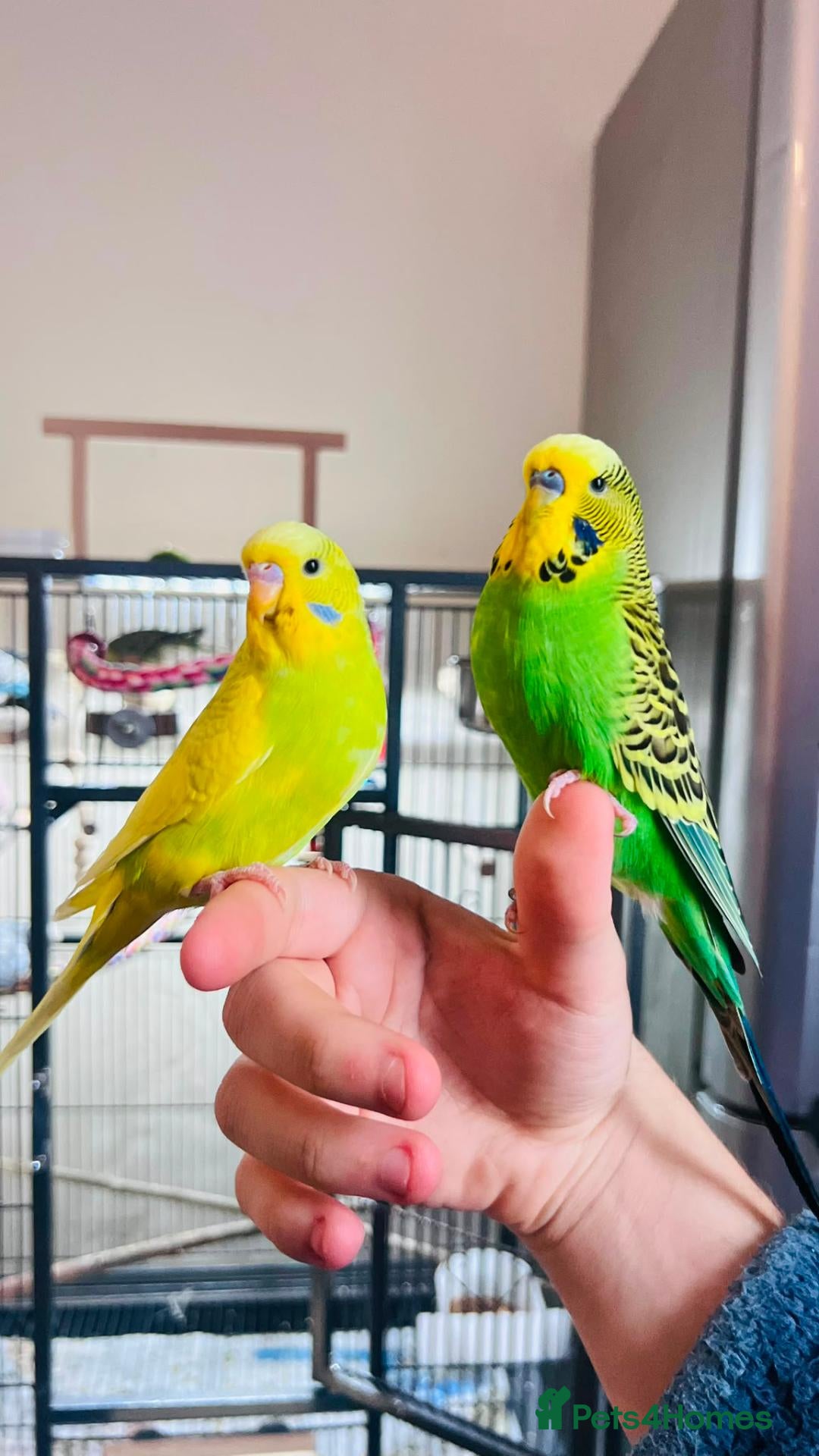 Budgerigars birds Hand reared super tame  budgie  - Advert 17