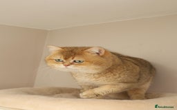 British Shorthair cats for sale: Top quality Champion Gccf british shorthair - Image 21