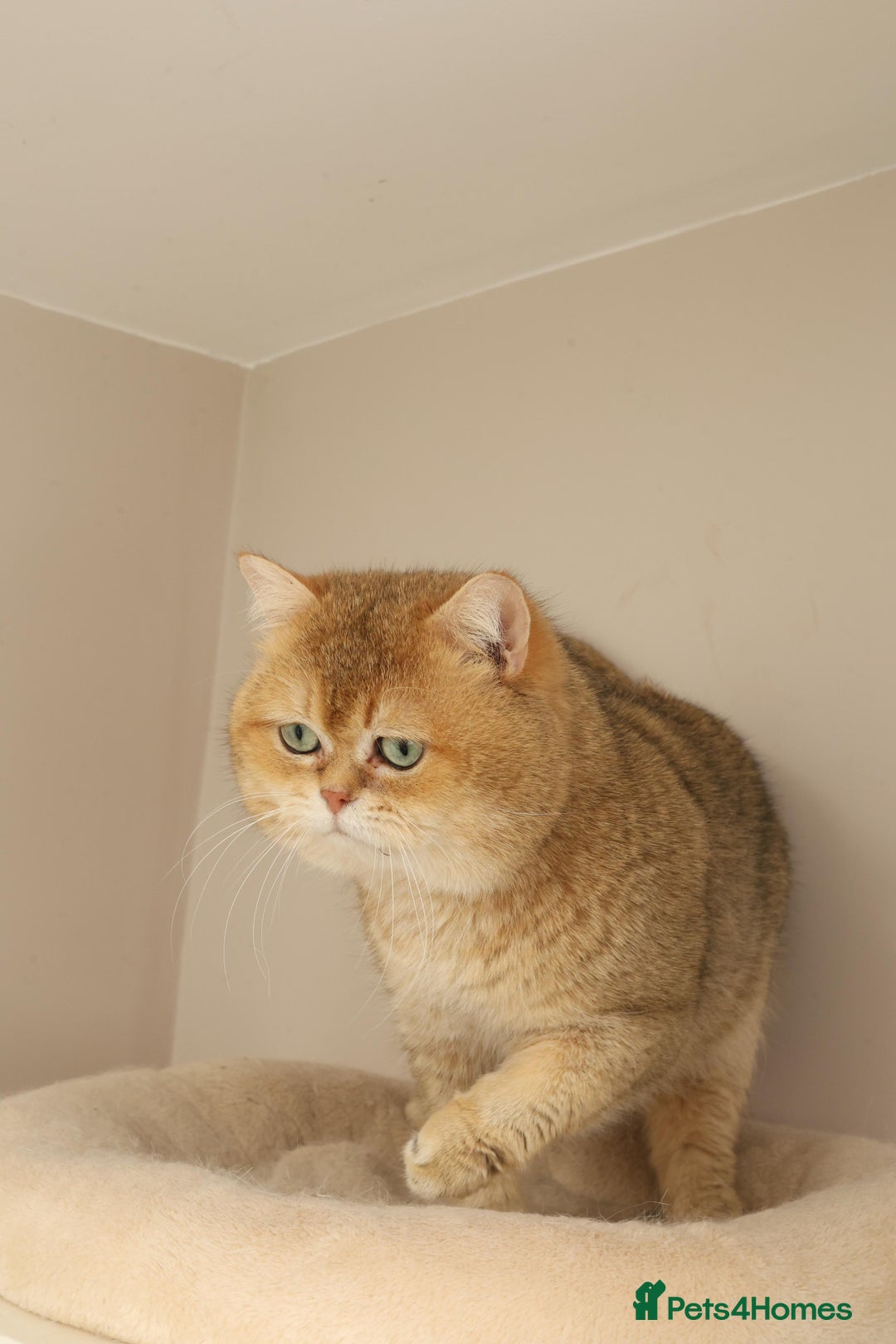 British Shorthair cats for sale: Top quality Champion Gccf british shorthair - Image 21