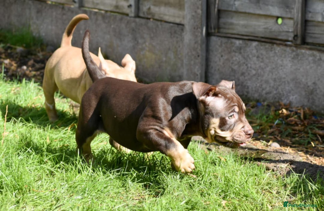 American Bully dogs for sale: REDUCED last girl Quality american Pocket Bully  - Image 11