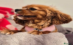 Cavalier King Charles Spaniel dogs for sale: Gorgeous Cavalier Adult Ruby Girl  - Advert 2