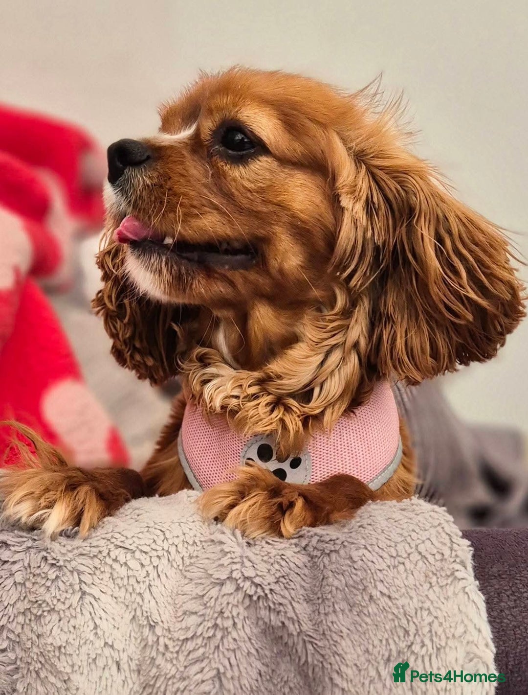 Cavalier King Charles Spaniel dogs for sale: Gorgeous Cavalier Adult Ruby Girl  - Advert 2
