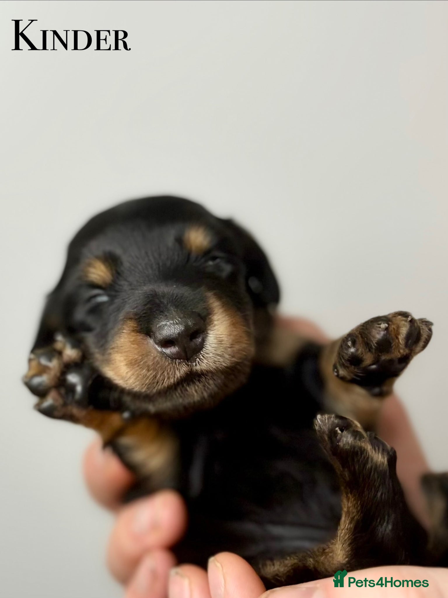 Miniature Dachshund dogs Pedigree Longhaired Miniature Dachshunds  - Advert 14
