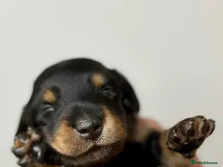 Miniature Dachshund dogs Pedigree Longhaired Miniature Dachshunds - Advert 14