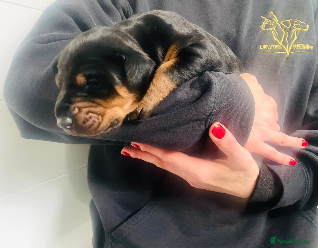 Dobermann dogs for sale: Trained Doberman puppies  - Advert 4