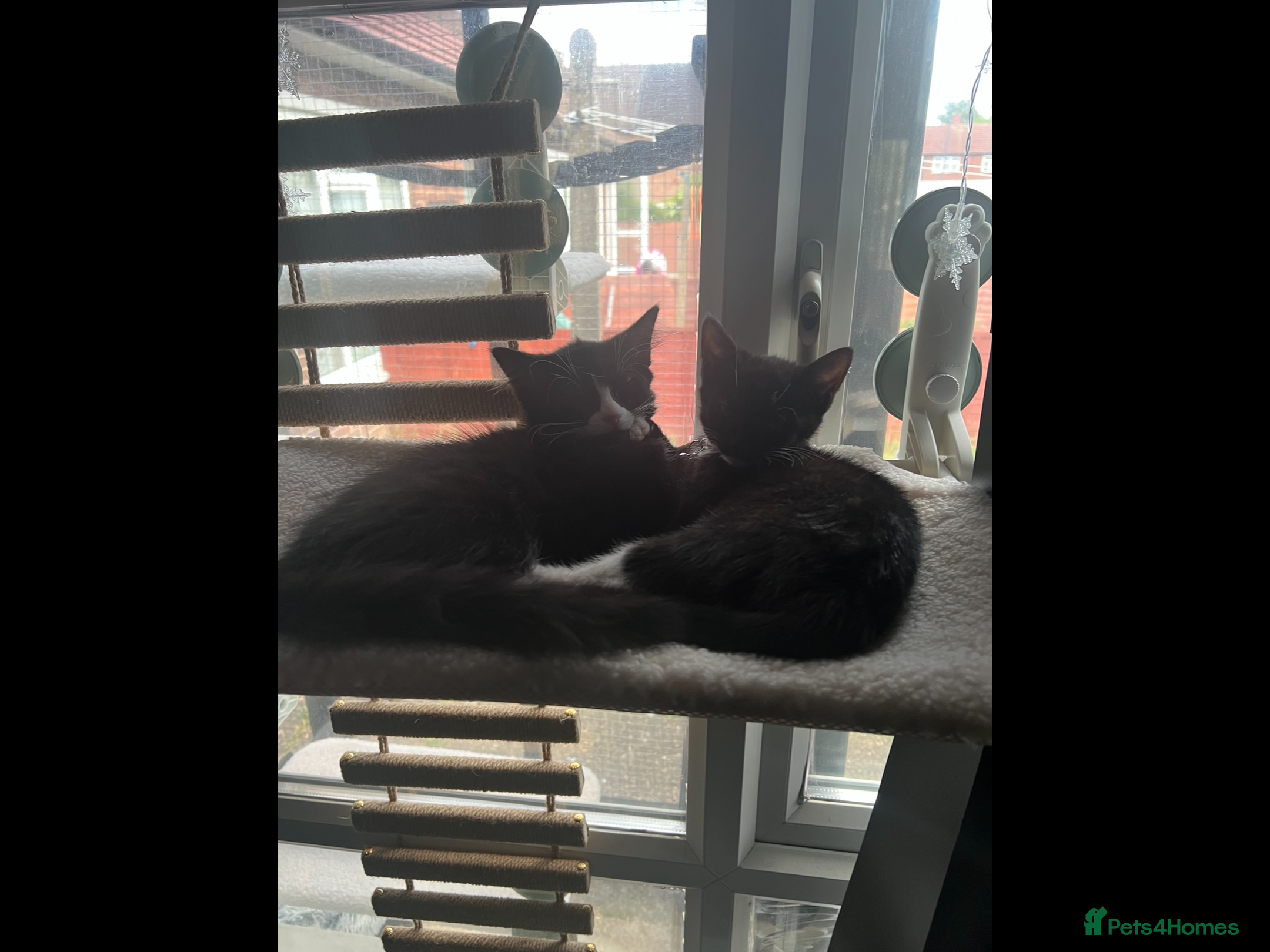 Mixed Breed cats Mixed kittens (Ragdoll & Bengal) - Advert 1