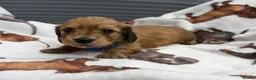Dachshund dogs for sale: Long-haired RKC reg. mini dachshund  - Advert 5