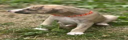 Whippet dogs for sale: Top Quality Whippet Puppies Ready to Reserve in Doncaster - Advert 12