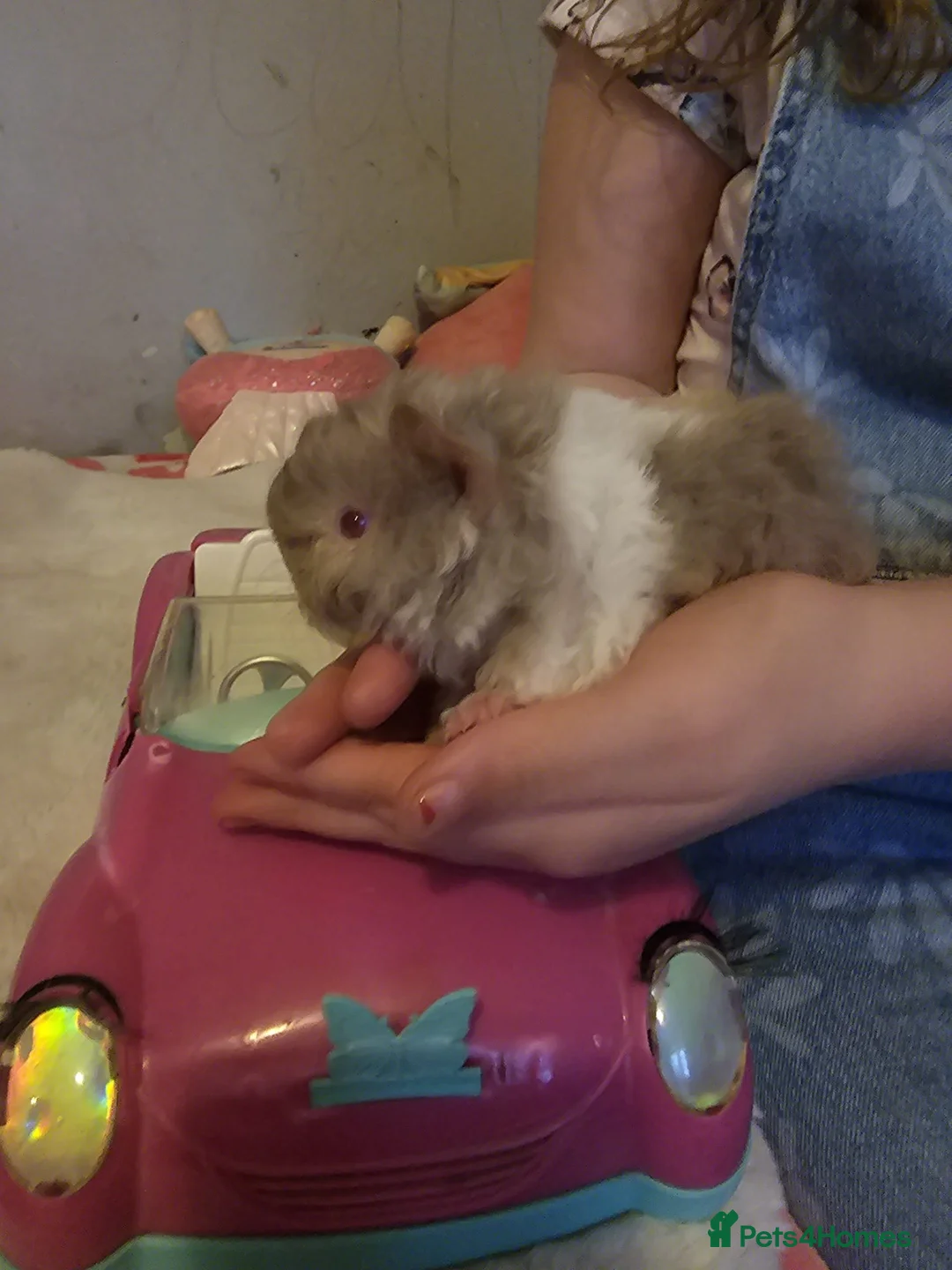 Guinea Pig rodents for sale: Adorable female guinea pig babies  in Nottingham - Advert 13