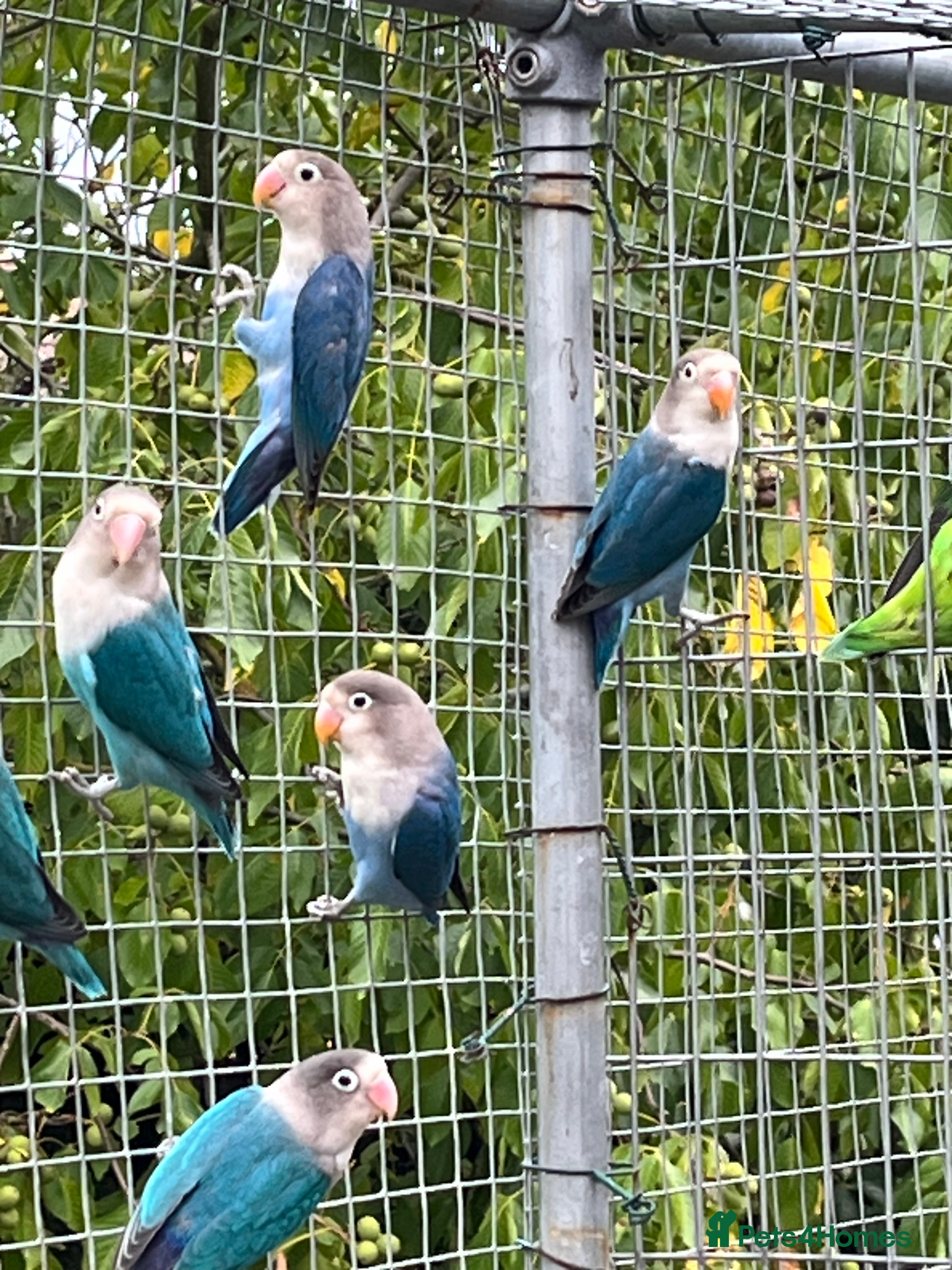 Lovebirds birds Young Fishers lovebirds for sale - Advert 3