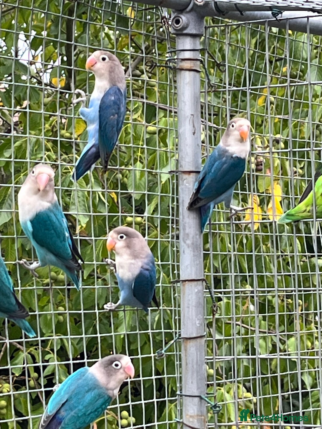 Lovebirds birds for sale: Young Fishers lovebirds for sale - Advert 1