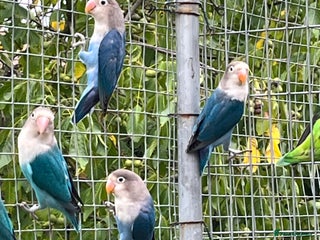 Lovebirds birds Young Fishers lovebirds for sale - Advert 3