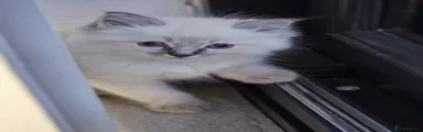 Ragdoll 4
