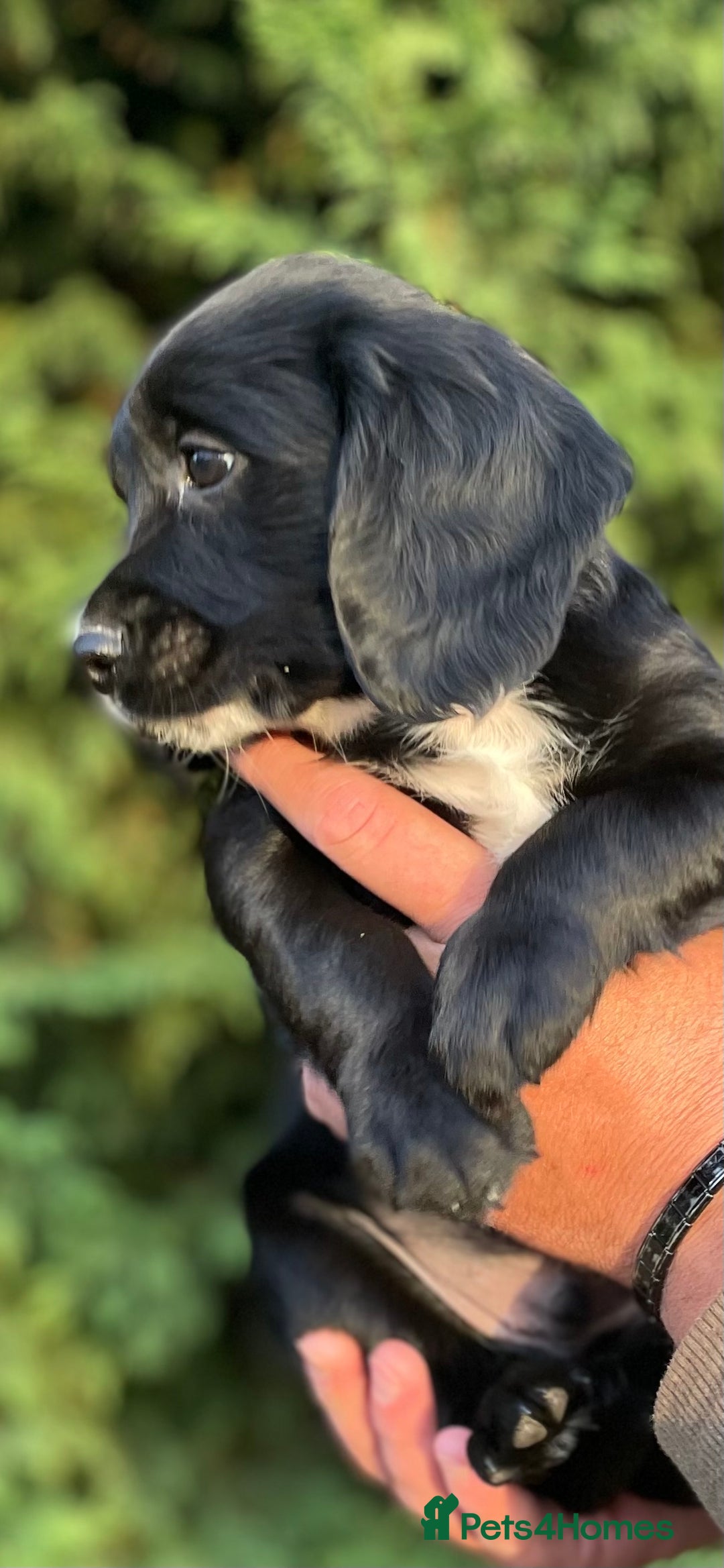 Sprocker dogs for sale: Adorable sprockers  - Image 32