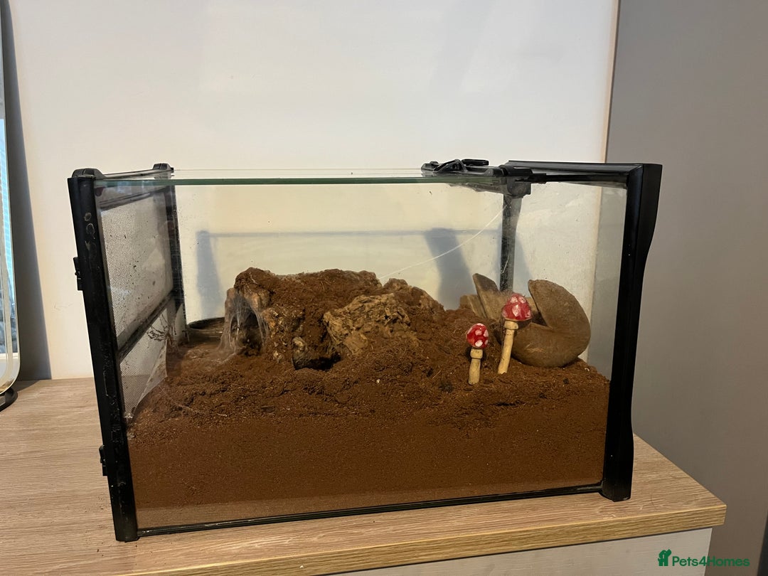 Tarantulas invertebrates for sale: Adult Female Tliltocatl albopilosus - Image 5