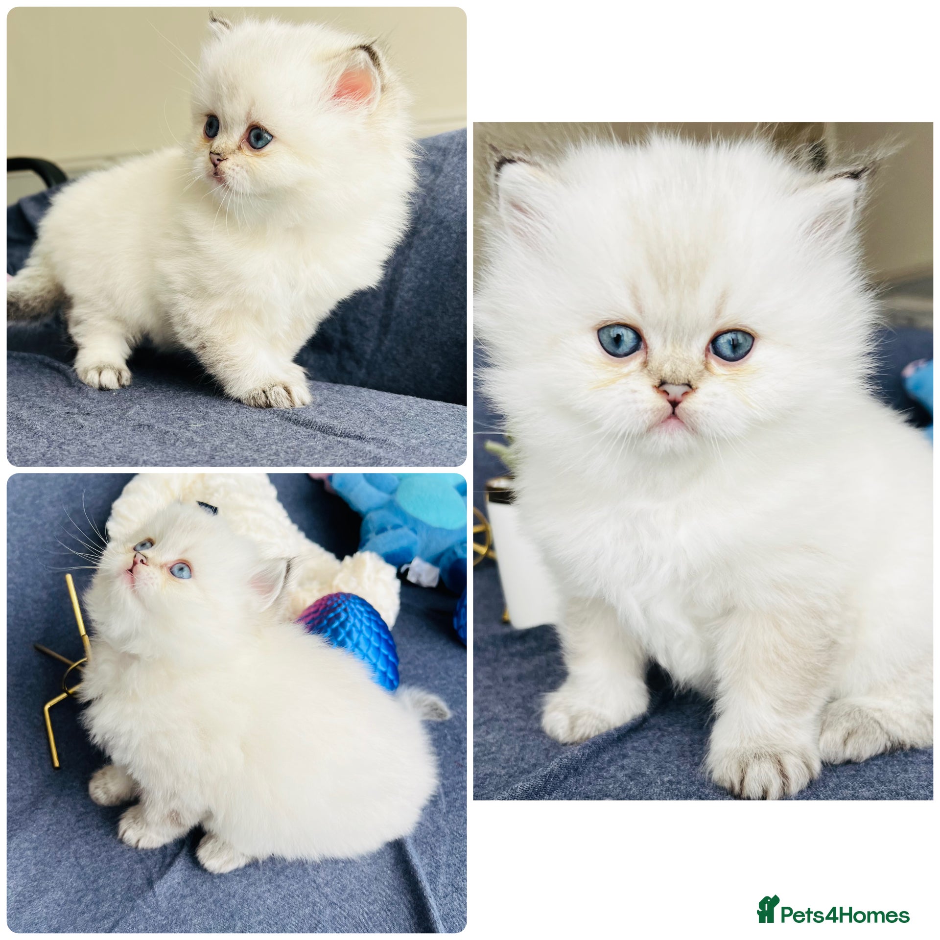 Scottish Fold cats Pedigree TICA registered boy kittens  - Advert 2