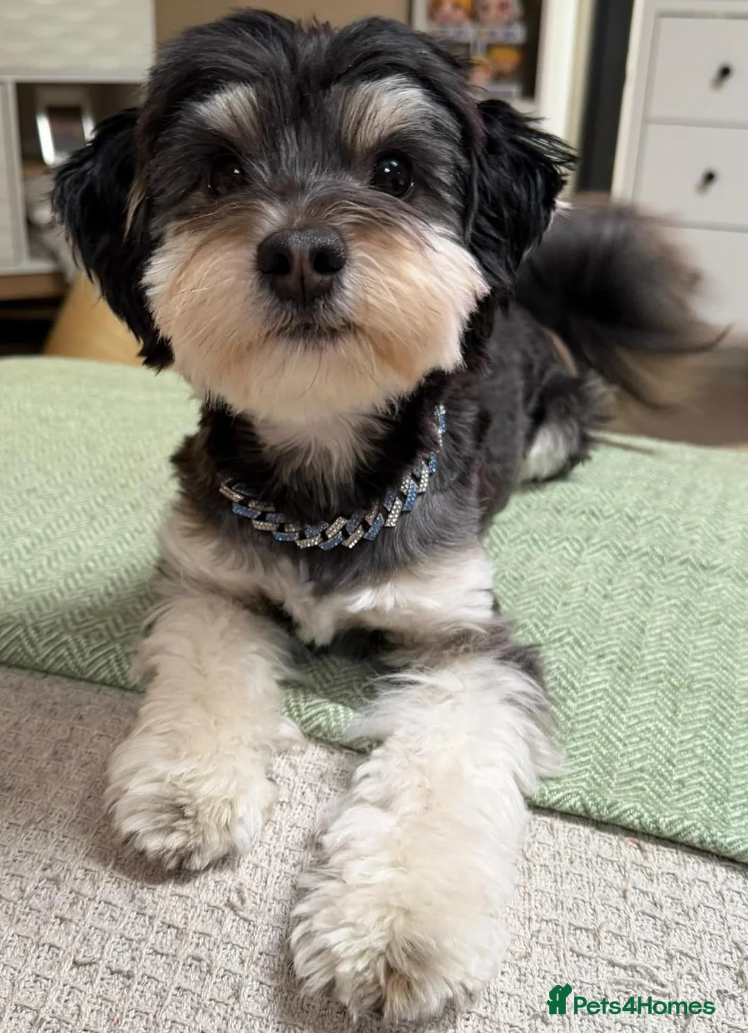 Mixed Breed dogs for sale: 🐾 Adorable Yorkiepoo × Pomchi Puppies 🐾 - Advert 2