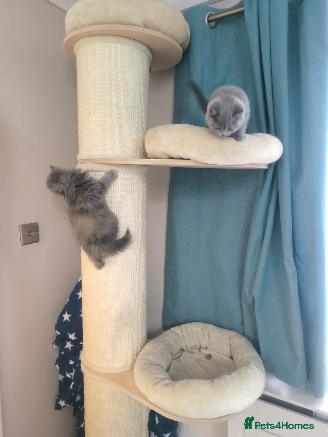 British Shorthair cats for stud:  GCCF registered STUD CHOCOLATE B blood group  in Beaconsfield - Advert 22
