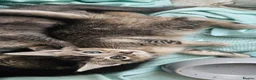 Mixed Breed cats for sale: Abesynian x Bengal. - Advert 12