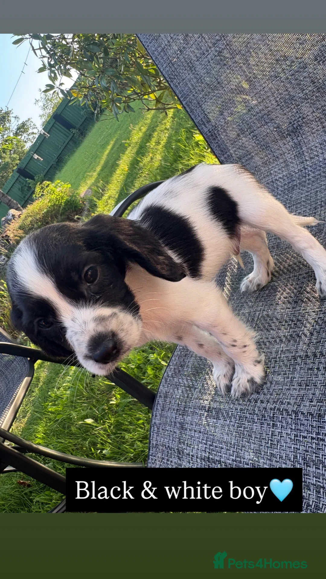 Cocker Spaniel dogs for sale: Cocker spaniel puppy’s  - Advert 2