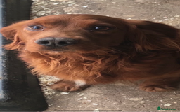 Cocker Spaniel dogs for sale: Cocker Spaniel Pups - Image 9