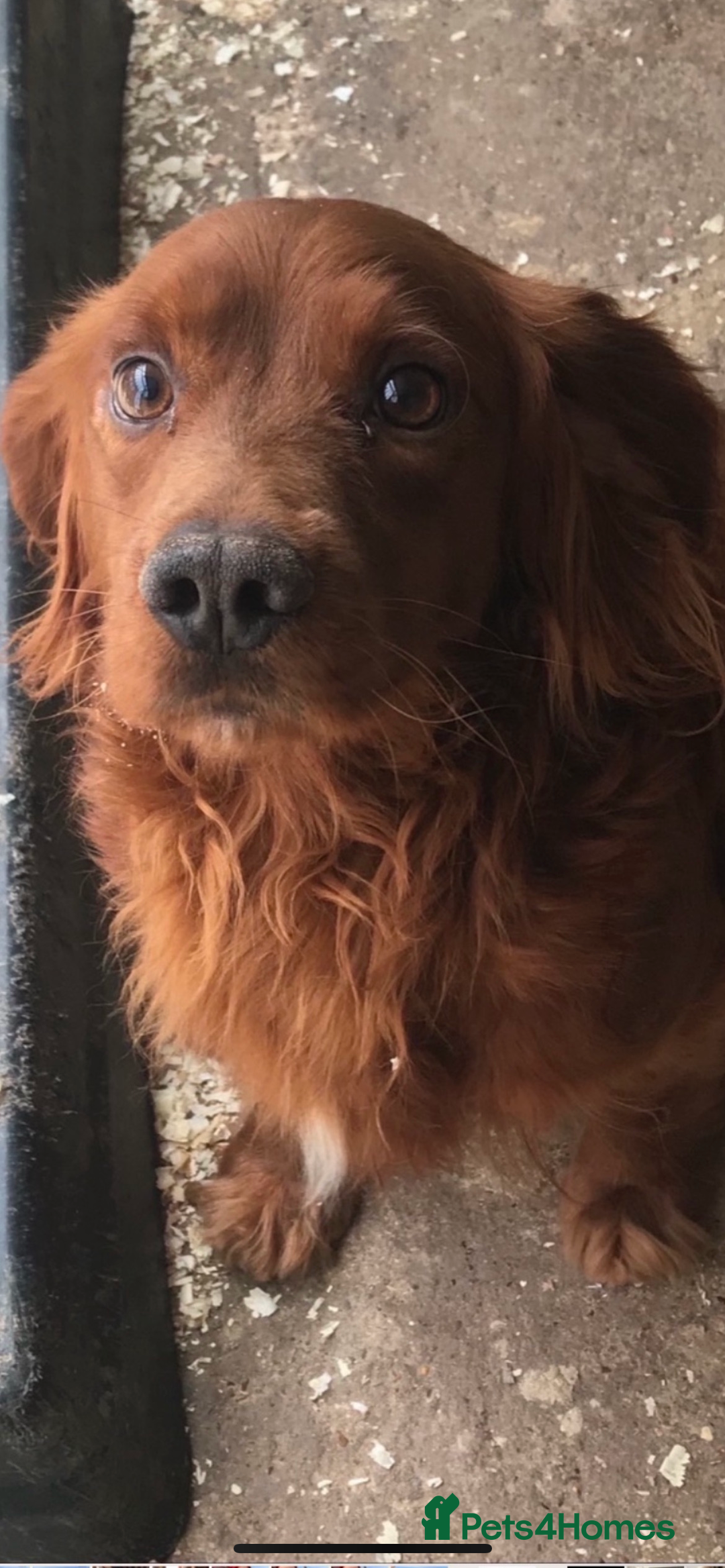 Cocker Spaniel dogs for sale: Cocker Spaniel Pups - Image 9