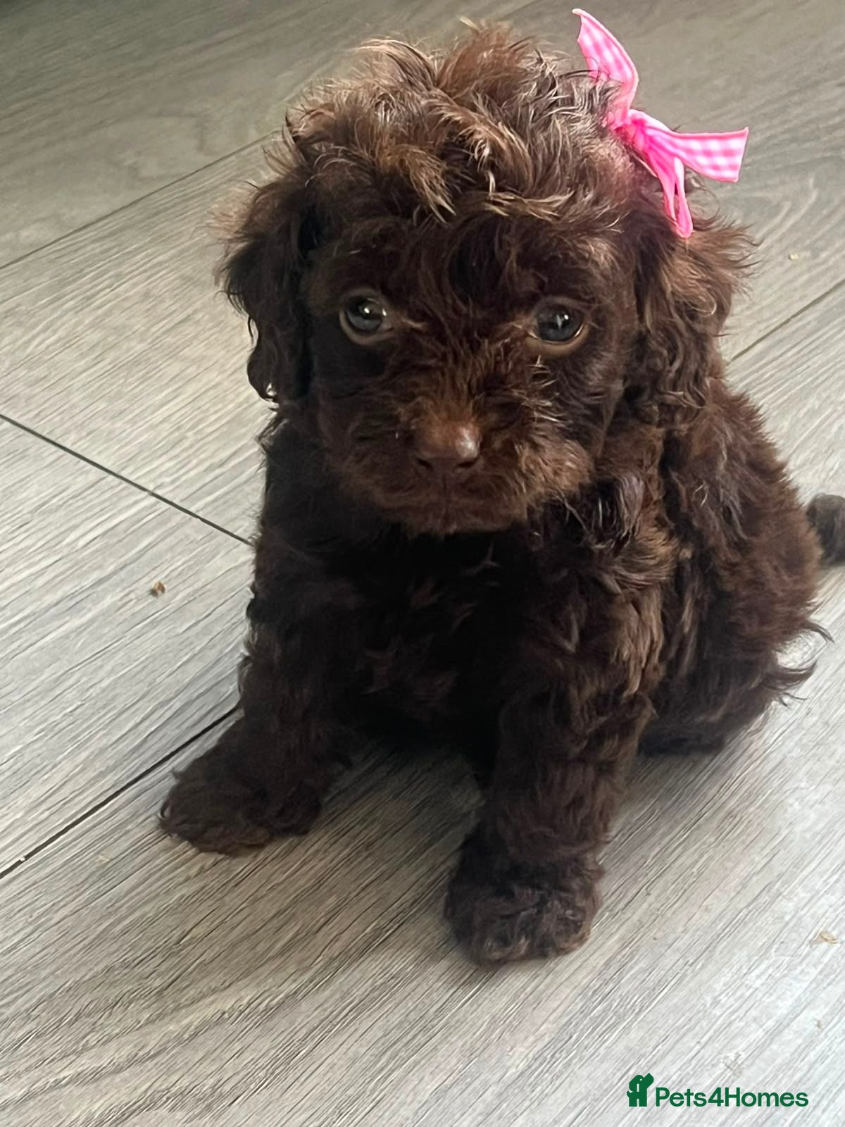 Mixed Breed dogs Cockapoo - Advert 10