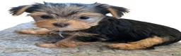 Yorkshire Terrier dogs for sale: Yorkshire Terrier Puppies — 2 Boys & 2 Girls Ready - Advert 7