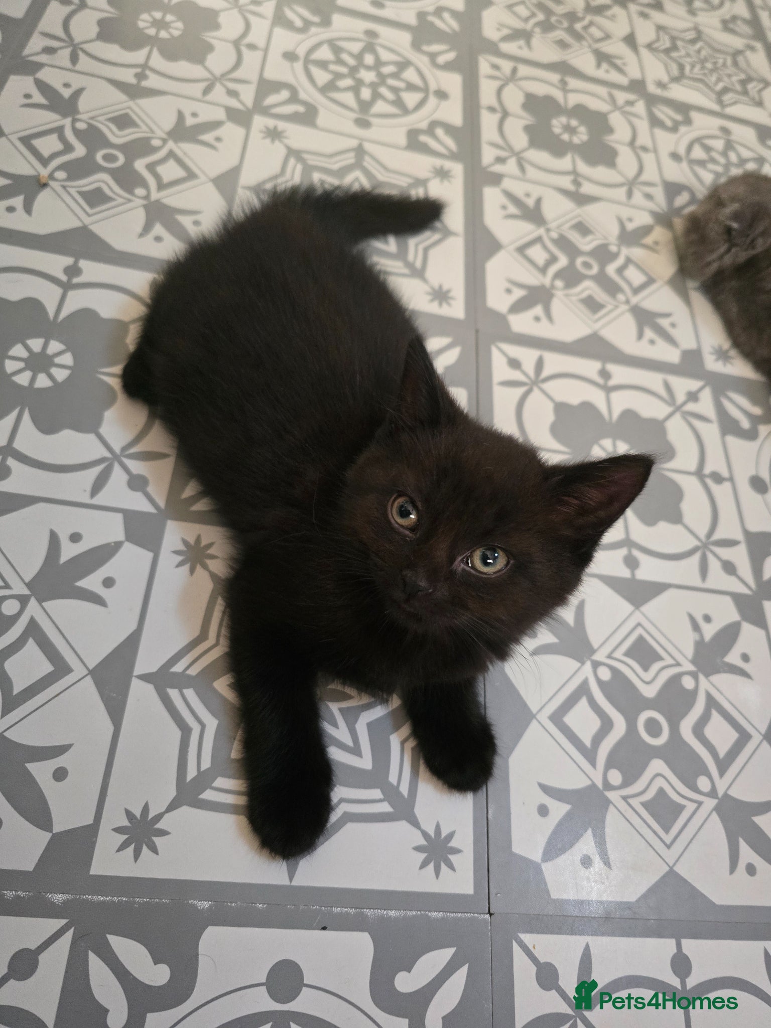 Scottish Fold cats 🖤REDUCED LAST ONE🖤SCOTTISH FOLD KITTENS🖤 - Advert 1
