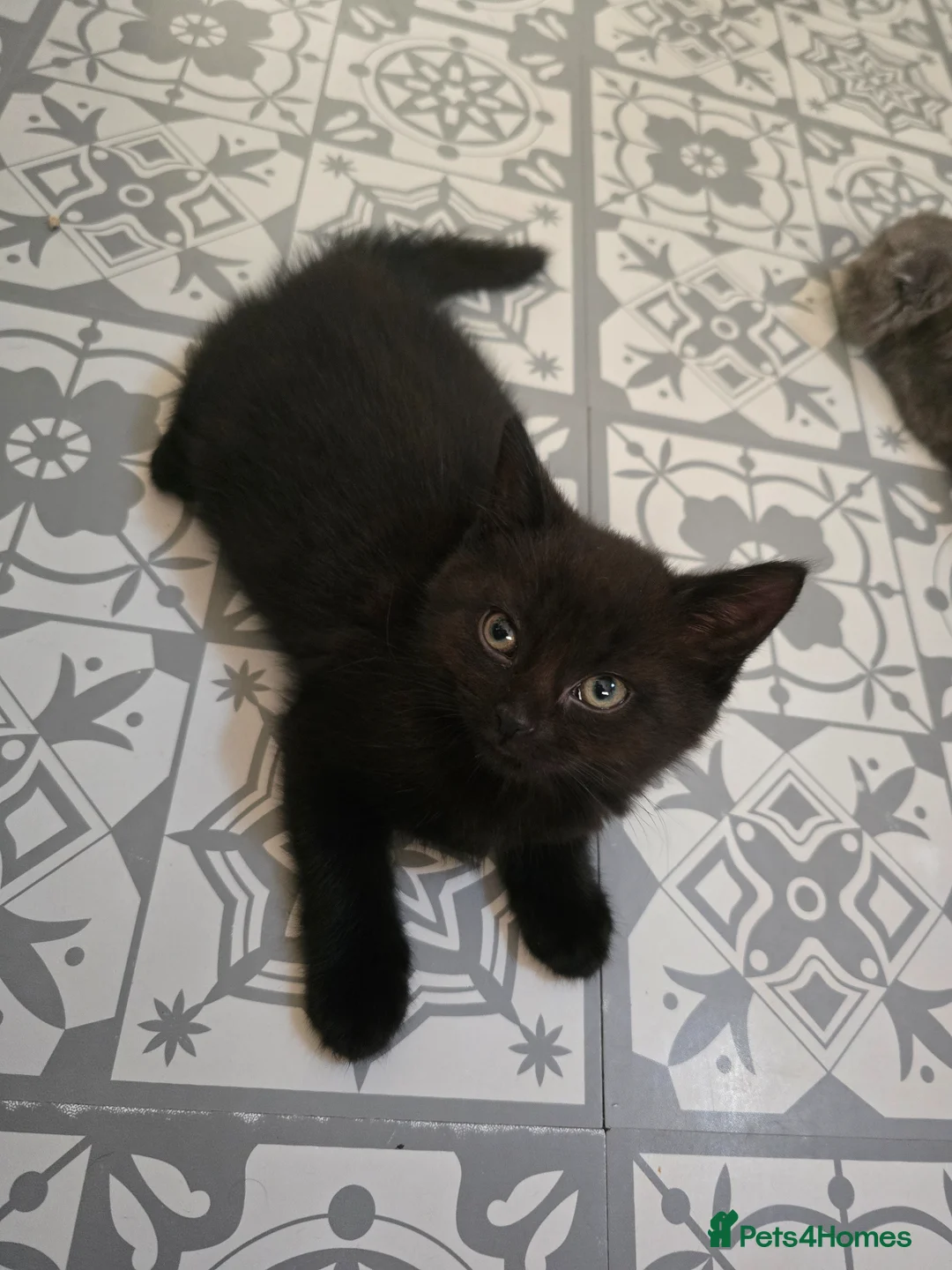Scottish Fold cats for sale: 🖤REDUCED LAST ONE🖤SCOTTISH FOLD KITTENS🖤 - Advert 1