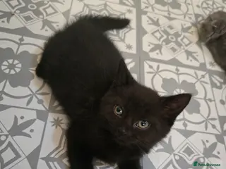 Scottish Fold cats for sale: 🖤REDUCED LAST ONE🖤SCOTTISH FOLD KITTENS🖤 - Advert 2