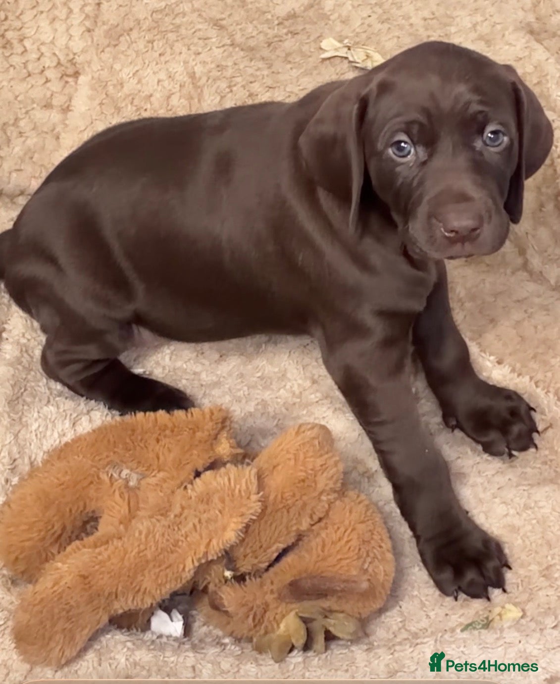 Mixed Breed dogs for sale: Weimaraner x Vizsla stunning pups  - Advert 2
