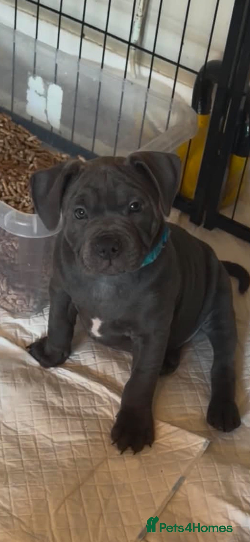 Staffordshire Bull Terrier dogs Blue staffy puppies  - Advert 5