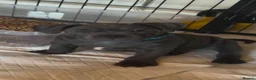 Staffordshire Bull Terrier dogs for sale: Blue staffy puppies  - Advert 1