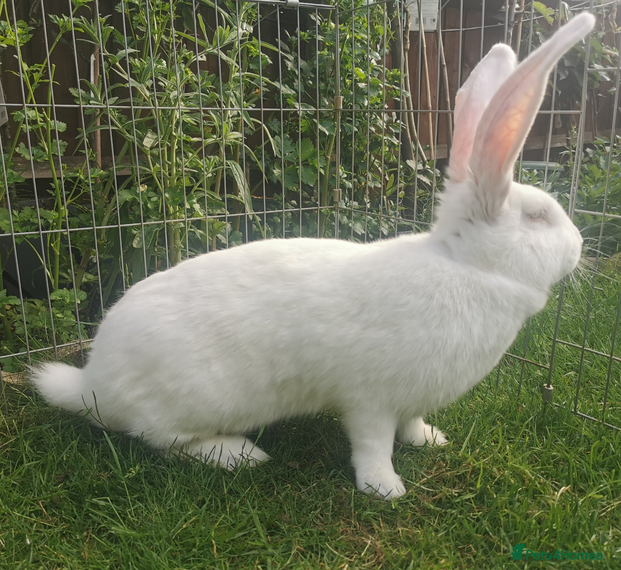 Continental Giant rabbits Continental giant - Advert 5